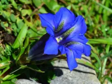 Gentiana occidental