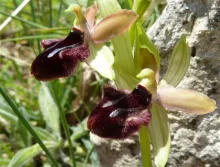 Ophrys incubacea