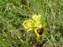 Orphys lutea