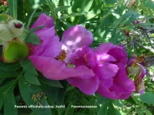 Paeonia officinalis