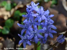 Silla bifolia