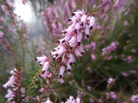 Erica carnea