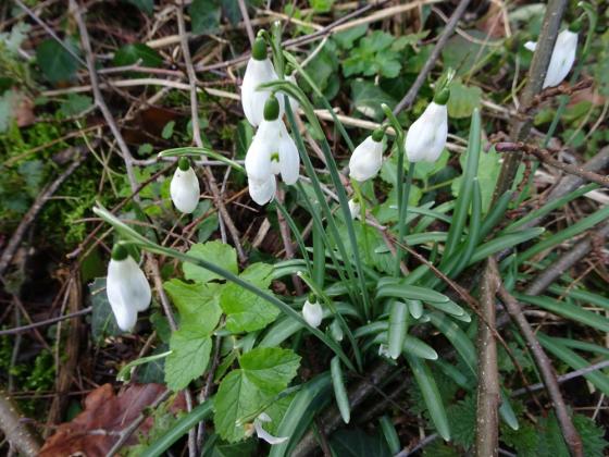 Galanthus nivalis