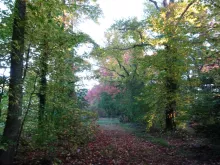 forêt