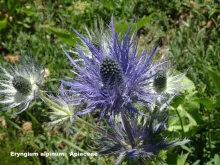 Eryngium alpinum