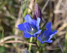 Gentiana pneumonanthe