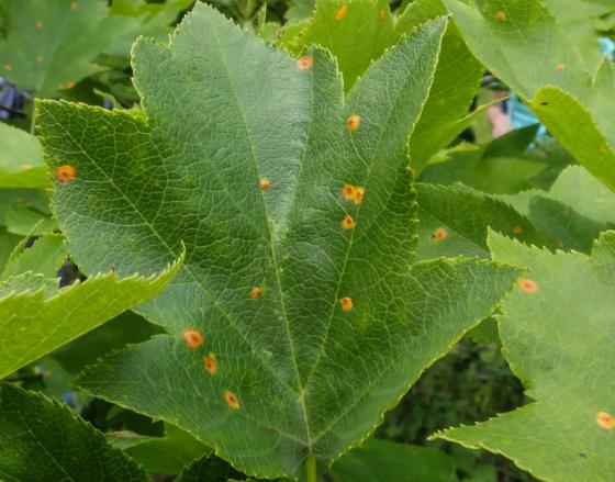 Rouille du sorbus torminalis