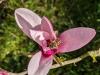 Abeille dans une fleur de magnolia