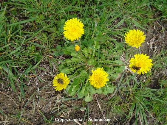 Crepis sancta - Asteraceae