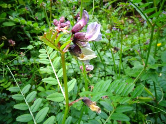 Vicia sepium